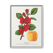 Japan Quince tree lithograph. Digitally enhanced from our own original 1900 edition plates of Botanical Specimen published by Rochester Lithographing - NOMADEN ART GALLERY