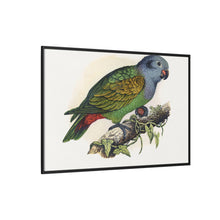 Red-Vented Parrot (Amazona martinicana) colored wood-engraved plate by Alexander Francis Lydon