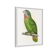 Jamaica Parrot (Amazona collaria) colored wood-engraved plate by Alexander Francis Lydon