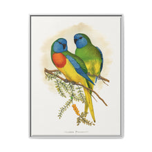 Splendid Parrakeet (Neophema splendida) colored wood-engraved plate by Alexander Francis Lydon - NOMADEN ART GALLERY