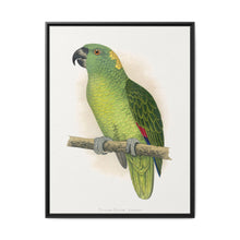 Yellow-Naped Amazon (Amazona auropalliata) colored wood-engraved plate by Alexander Francis Lydon - NOMADEN ART GALLERY