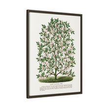 Hardy Magnolia tree lithograph. Digitally enhanced from our own original 1900 edition plates of Botanical Specimen published by Rochester Lithographing