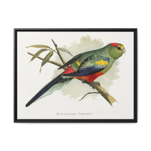Many-Coloured Parrakeet (Psephotellus varius) colored wood-engraved plate by Alexander Francis Lydon - NOMADEN ART GALLERY