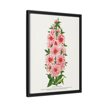 Prunus Triloba flower lithograph. Digitally enhanced from our own original 1900 edition plates of Botanical Specimen published by Rochester Lithographing