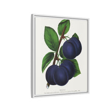 Niagara plum lithograph. Digitally enhanced from our own original 1900 edition plates of Botanical Specimen published by Rochester Lithographing