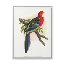 Rose-Hill or Rosella Parrakeet (Platycercus eximius) colored wood-engraved plate by Alexander Francis Lydon - NOMADEN ART GALLERY