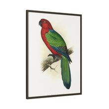 Red Shining Parrakeet (Prosopeia tabuensis) colored wood-engraved plate by Alexander Francis Lydon