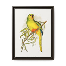 Orange-Bellied Parrakeet (Neophema chrysogaster) colored wood-engraved plate by Alexander Francis Lydon. - NOMADEN ART GALLERY