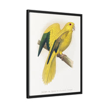 Golden or Queen Bavaria's Parrot (Guaruba guarouba) colored wood-engraved plate by Alexander Francis Lydon.