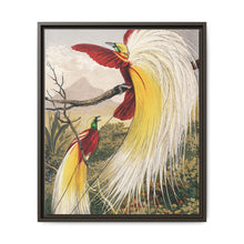 Birds of Paradise: Vintage Natural History Art by Benjamin Fawcett (1808 - 1893) - NOMADEN ART GALLERY