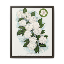 Japanese snowball flower lithograph. Digitally enhanced from our own original 1900 edition plates of Botanical Specimen published by Rochester Lithographing - NOMADEN ART GALLERY