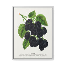 Snyder Blackberry lithograph from Botanical Specimen published by Rochester Lithographing - NOMADEN ART GALLERY