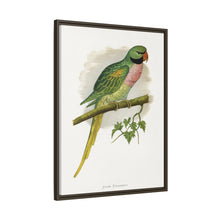 Javan Parrakeet (Psittacula alexandri) colored wood-engraved plate by Alexander Francis Lydon.