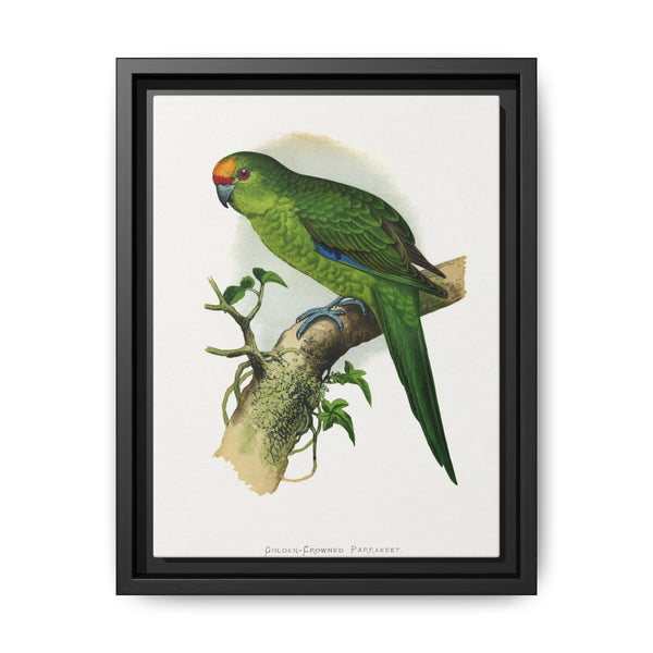 Golden-Crowned Parrakeet (Cyanoramphus auriceps) colored wood-engraved plate by Alexander Francis Lydon - NOMADEN ART GALLERY