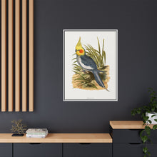 Cockatiel (Nymphicus hollandicus) colored wood-engraved plate by Alexander Francis Lydon