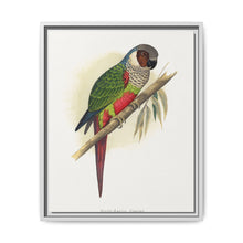 White-Eared Conure (Pyrrhura leucotis) colored wood-engraved plate by Alexander Francis Lydon - NOMADEN ART GALLERY