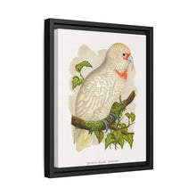 Slender-Billed Cockatoo (Cacatua tenuirostris) colored wood-engraved plate by Alexander Francis Lydon. - NOMADEN ART GALLERY