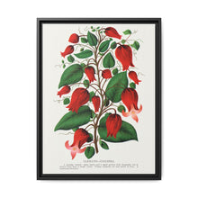Prunus Triloba flower lithograph. Digitally enhanced from our own original 1900 edition plates of Botanical Specimen published by Rochester Lithographing - NOMADEN ART GALLERY