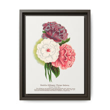 Double Althea in 3 colors lithograph. Digitally enhanced from our own original 1900 edition plates of Botanical Specimen published by Rochester Lithographing - NOMADEN ART GALLERY