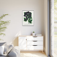 Wachusett Blackberry Lithograph | Vintage Botanical Wall Art