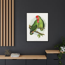 Rosy-Faced Love-Bird (Agapornis roseicollis) colored wood-engraved plate by Alexander Francis Lydon.