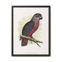 Dusky or Violet Parrot (Pionus fuscus) colored wood-engraved plate by Alexander Francis Lydon. - NOMADEN ART GALLERY