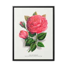 Pink rose, Anna De Diesbach lithograph. Digitally enhanced from our own original 1900 edition plates of Botanical Specimen published by Rochester Lithographing - NOMADEN ART GALLERY