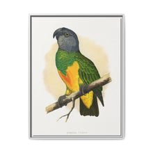Senegal Parrot (Poicephalus senegalus) colored wood-engraved plate by Alexander Francis Lydon. - NOMADEN ART GALLERY