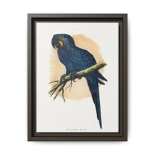 Hyacinthine Macaw (Anodorhynchus hyacinthinus) colored wood-engraved plate by Alexander Francis Lydon. - NOMADEN ART GALLERY