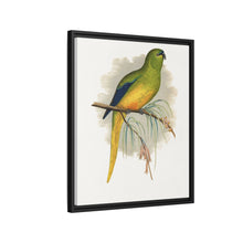 Elegant Parrakeet (Neophema elegans) colored wood-engraved plate by Alexander Francis Lydon