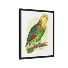 Double-Fronted or Le Vaillant's Amazon (Amazona oratrix) colored wood-engraved plate by Alexander Francis Lydon.