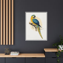 Blue and Yellow Macaw (Ara ararauna) colored wood-engraved plate by Alexander Francis Lydon