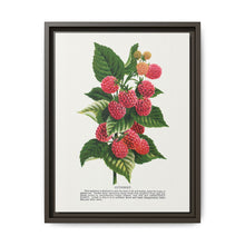 Cuthbert raspberry lithograph. Digitally enhanced from our own original 1900 edition plates of Botanical Specimen published by Rochester Lithographing - NOMADEN ART GALLERY