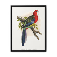Rose-Hill or Rosella Parrakeet (Platycercus eximius) colored wood-engraved plate by Alexander Francis Lydon - NOMADEN ART GALLERY
