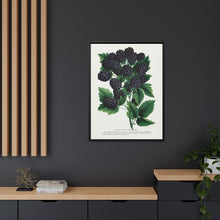 Wachusett Blackberry Lithograph | Vintage Botanical Wall Art