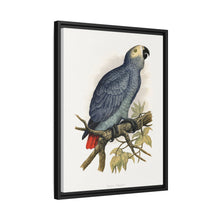 Grey Parrot (Psittacus erithacus) colored wood-engraved plate by Alexander Francis Lydon.