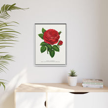Red rose, General Jacquemont flower lithograph. Digitally enhanced from our own original 1900 edition plates of Botanical Specimen published by Rochester Lithographing