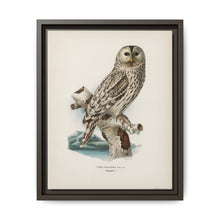Strix uralensis ♀ illustrated by the von Wright brothers from our own 1929 folio version of Svenska Fåglar Efter Naturen Och Pa Sten Ritade - NOMADEN ART GALLERY