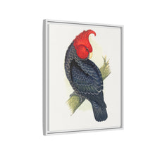 Gang-Gang Cockatoo (Callocephalon fimbriatum) colored wood-engraved plate by Alexander Francis Lydon