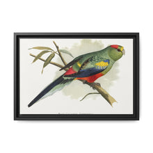 Many-Coloured Parrakeet (Psephotellus varius) colored wood-engraved plate by Alexander Francis Lydon - NOMADEN ART GALLERY