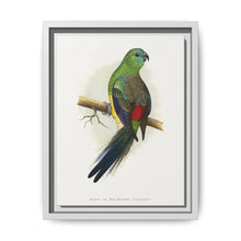 Blood or Red-Rumped Parrakeet (Psephotus haematonotus) colored wood-engraved plate by Alexander Francis Lydon - NOMADEN ART GALLERY