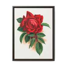 Red rose, Alfred Colomb lithograph. Digitally enhanced from our own original 1900 edition plates of Botanical Specimen published by Rochester Lithographing - NOMADEN ART GALLERY