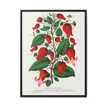 Prunus Triloba flower lithograph. Digitally enhanced from our own original 1900 edition plates of Botanical Specimen published by Rochester Lithographing - NOMADEN ART GALLERY