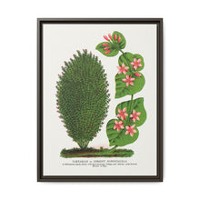 Tartarian, Upright Honeysuckle bush lithograph. Digitally enhanced from our own original 1900 edition plates of Botanical Specimen published by Rochester Lithographing - NOMADEN ART GALLERY