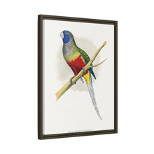 Blue Bonnet Parrakeet (Northiella haematogaster) colored wood-engraved plate by Alexander Francis Lydon.