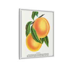 Champion plum lithograph from Botanical Specimen published by Rochester Lithographing