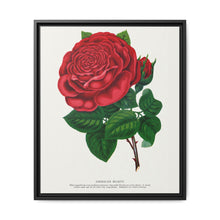 Red rose, American Beauty lithograph. Digitally enhanced from our own original 1900 edition plates of Botanical Specimen published by Rochester Lithographing - NOMADEN ART GALLERY