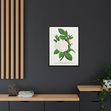 Rose, Perpetual White Moss lithograph. Digitally enhanced from our own original 1900 edition plates of Botanical Specimen published by Rochester Lithographing