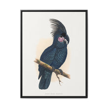 Great Black Cockatoo (Probosciger aterrimus) colored wood-engraved plate by Alexander Francis Lydon - NOMADEN ART GALLERY