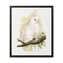 Goffin's Cockatoo (Cacatua goffiniana) colored wood-engraved plate by Alexander Francis Lydon. - NOMADEN ART GALLERY